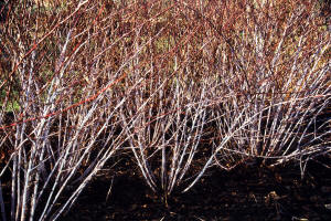 Rubus thebeticus white stems